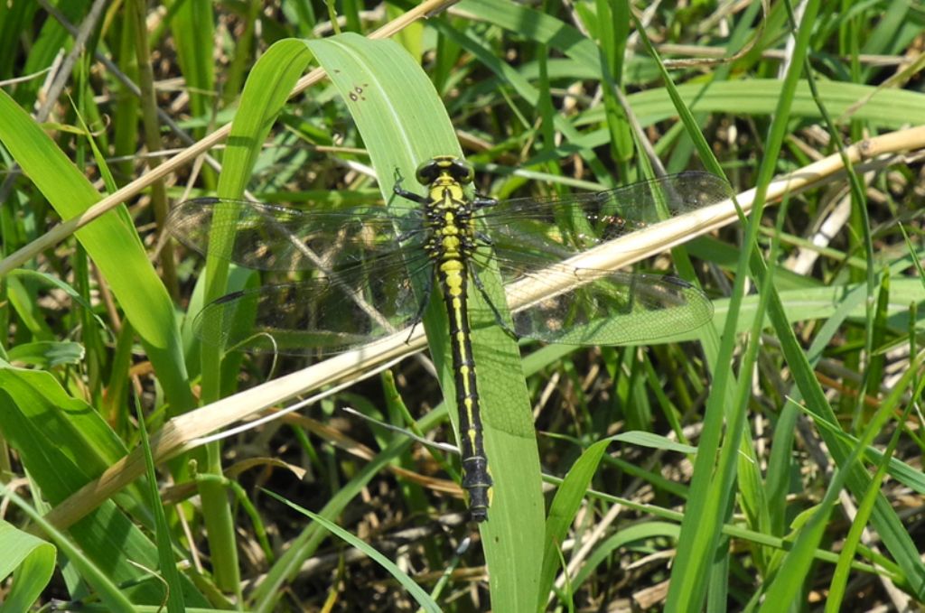 Gomphus vulgatissimus